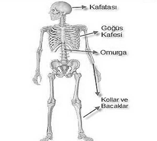 Yetişkinler 2 Kademe Okuma Yazma Kursu Sınav Soruları